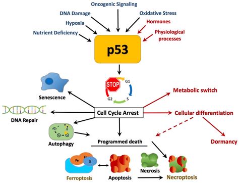 Cancers Free Full Text The Roles Of P53 In Mitochondrial Dynamics