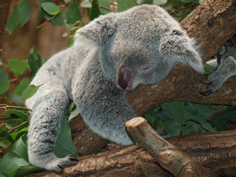 Wallpaper Koala Australia Relax Lie Hd Widescreen High