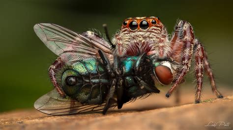 Wallpaper Invertebrate Macro Photography Close Up Organism Cicada