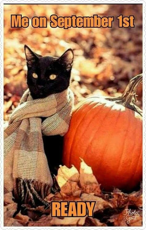 Pin By Marie On Fall Quotes Halloween Cat Cats Cute Animals