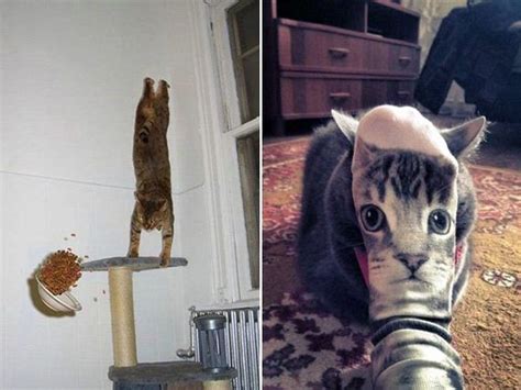 Perfectly Timed Cat Photoscats Are Forever Barnorama