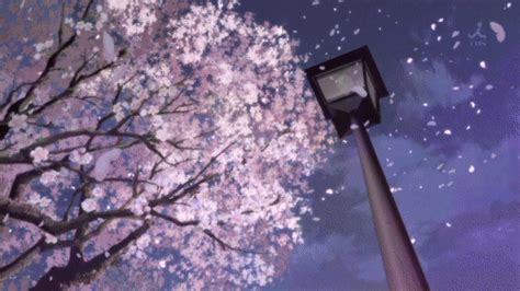 Cherry Blossom Gif Pesquisa Google Pemandangan Anime Fotografi My Xxx