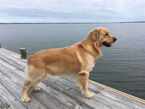 European Golden Retriever Stud Dog In Maryland The United States