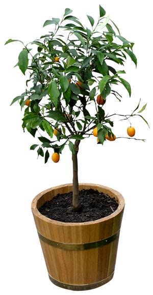 Growing Fruit Trees In Containers Gardening Site