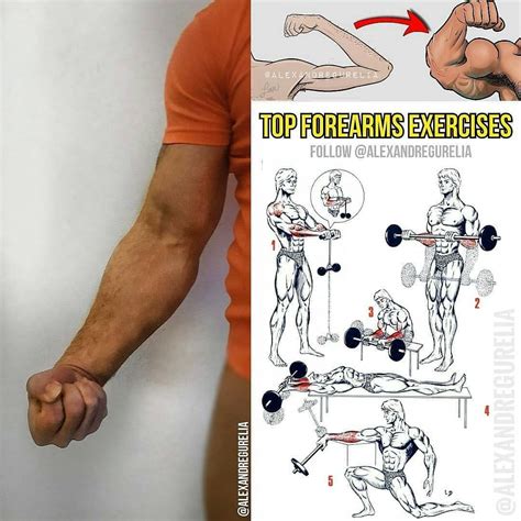 Top Forearms Exercises Forearm Workout Triceps Workout Gym Workouts