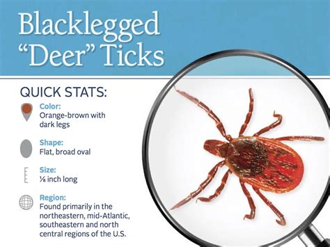 Blacklegged Tick Pest Id Cardfront Deer Ticks Ticks Mosquito
