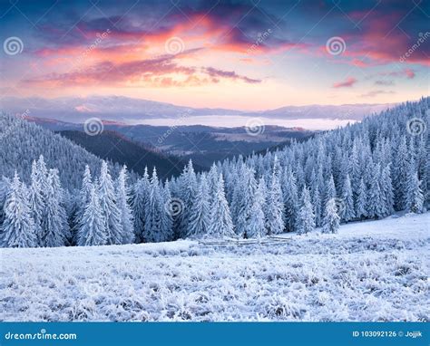 Unbelievable Winter Sunset In Carpathian Mountains With Snow Covered