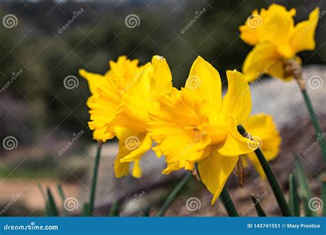 Group Of Bright Happy Cheerful Yellow Gold Spring Easter Daffodil
