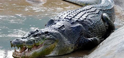 Saltwater Crocodile 10 Curiosities Of This Rare Predator Life Persona