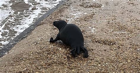 Wow Very Rare Black Seal Caught On Camera After Very Briefly Coming