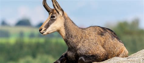 The Agile And Speedy Chamois Critter Science