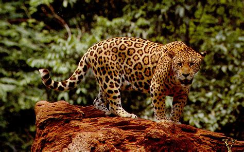 Jaguar Hd Wallpaper Background Image 2560x1600 Id375190