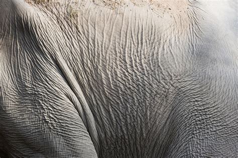 Elephant Skin Upalich