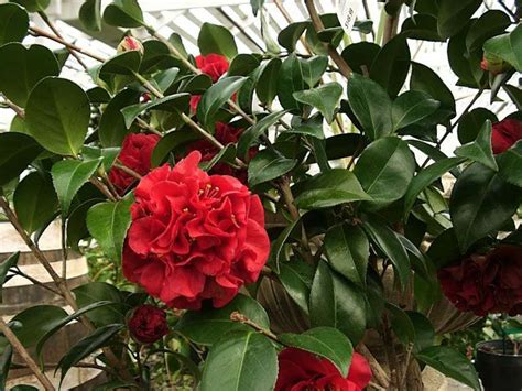 Even where winter hardy, unusually cold temperatures in winter (below 10 degrees f), particularly when occurring as a sudden temperature change, can damage or. Camellia japonica, Tom Knudsen | Camellias, Gardenias ...