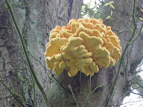 Image Laetiporus Sulphureus Yellow Mushroom On Old Oak Tree1