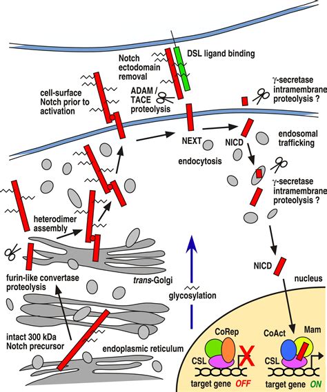 Notch Signaling The Core Pathway And Its Posttranslational Regulation Developmental Cell