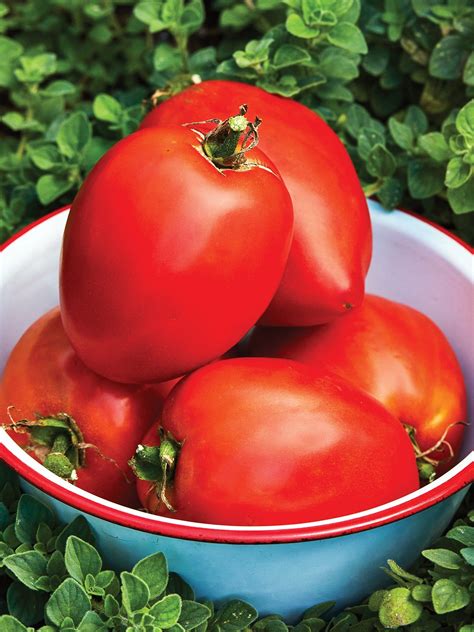 Tomato Amish Paste In 2022 Tomato Heirloom Tomatoes Varieties