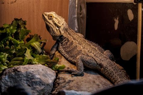 Cool Pet Pics Laugh And Cry At These Cool Reptile Pics