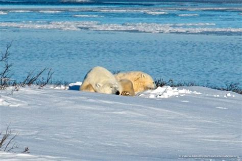 Polar Bear Sleep Patterns Polar Bears International