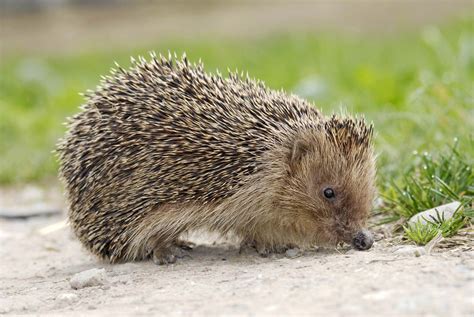 European Hedgehog Profile Facts Traits Size Pet Habitat Mammal Age