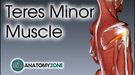 Teres Minor Muscle Anatomy Youtube
