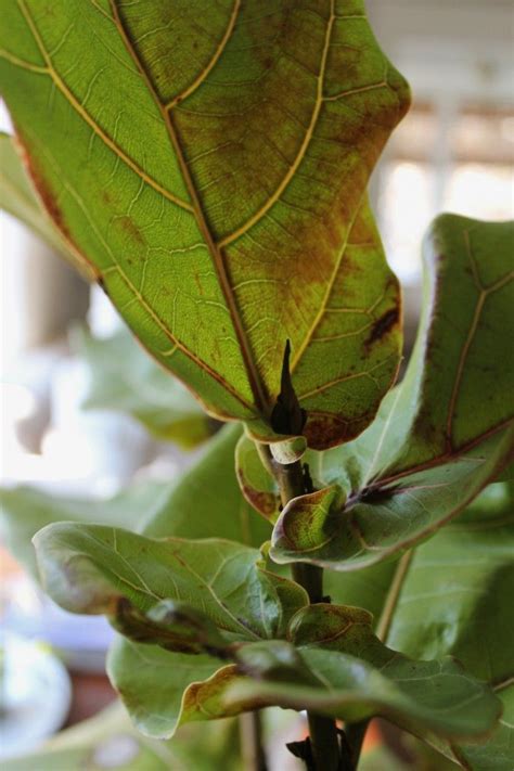 Secrets How To Save A Dying Fiddle Leaf Fig Tree Gardenista Fig Plant Fig Leaf Tree