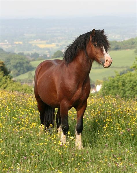 Pin By Sandra Scholten On Horses Welsh Pony Pretty Horses Horses