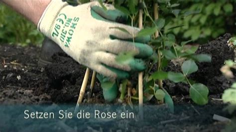 rosen richtig pflanzen youtube