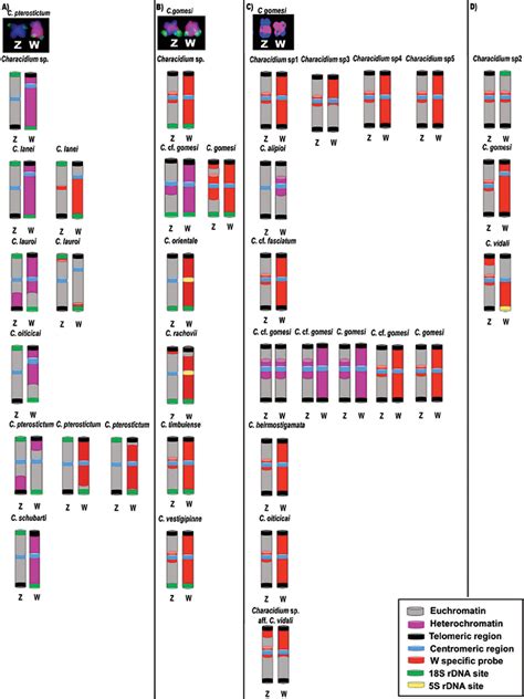 Pdf The Karyotypes And Evolution Of Zzzw Sex Chromosomes In The Genus Characidium
