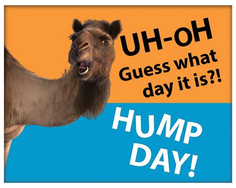 Geico On Twitter Share The Hump Day Joy Internet Wztf0ehwhx