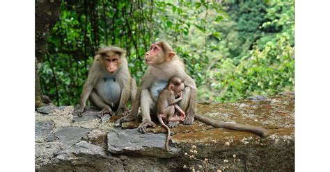 Humans Evolved From Monkeys Commonly Known Facts That