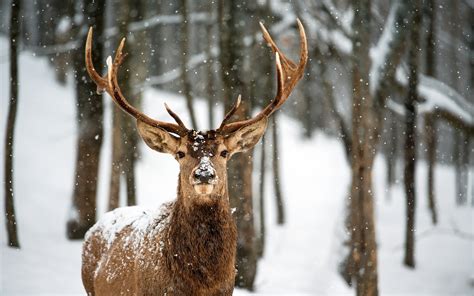 Download Animal Deer Hd Wallpaper