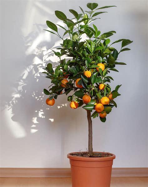 How To Grow An Indoor Citrus Tree Purewow