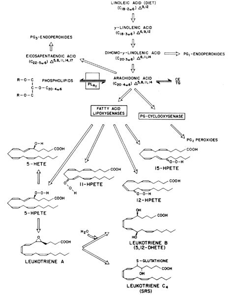 The Prostaglandins Basic Chemistry And Action GLOWM
