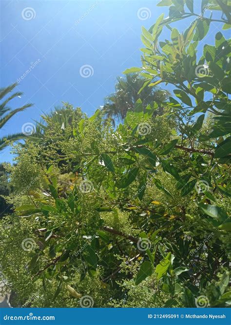 Greenery In Summer Stock Image Image Of Tree Plant 212495091