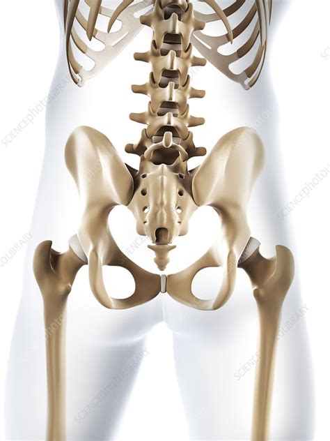 Male Pelvis Bones Artwork Stock Image F0068193 Science Photo