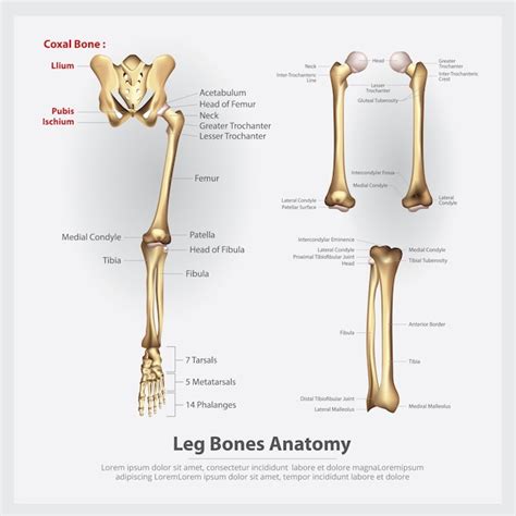 Ilustración De Vector De Huesos De Pierna De Anatomía Humana Vector