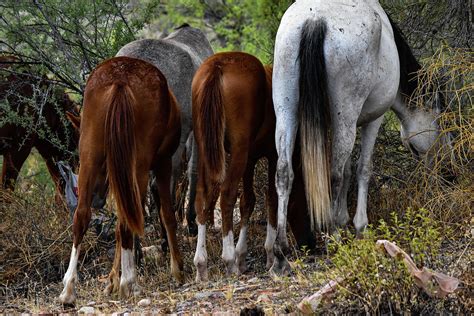 The Backside Of Horses Photograph By Raeann Davies Pixels