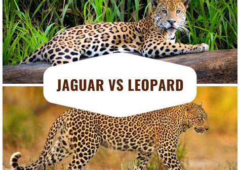 Différence Entre Jaguar Et Leopard Différence Entre Guépard Et