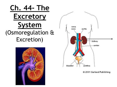 Major Functions Of The Excretory System