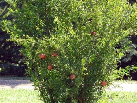 Pomegranate Tree Attractive Edible Landscape St Pete Fl Patch