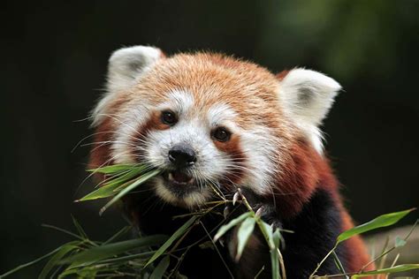 Red Panda Genes Suggest There Are Actually Two Different Species New