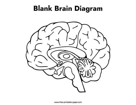 Blank Brain Diagram Free Printable Paper