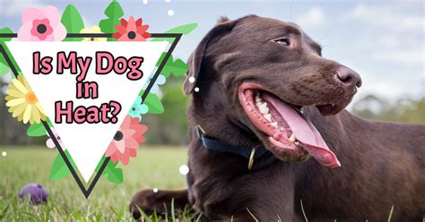 I wonder if that's what happened. What to Do When Your Dog Is in Heat? | UK Pets