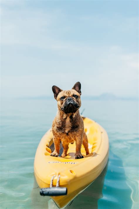 Summer Dog Iphone Wallpapers Wallpaper Cave