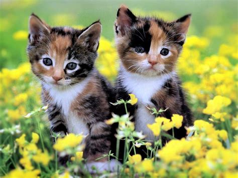 Alframartini at gmail dot com. Cute Baby Kittens wallpaper | 1024x768 | #45946