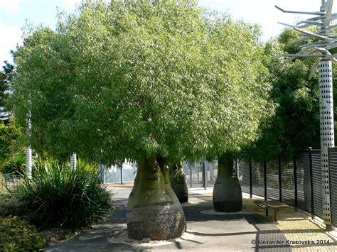 Add this video to your web page. Aggregata Plants & Gardens: Visit to the Geelong Botanic ...