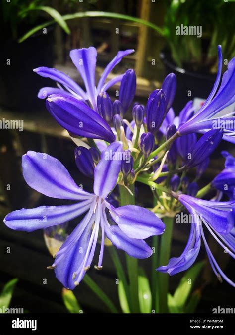 African Lily Flowers Hi Res Stock Photography And Images Alamy