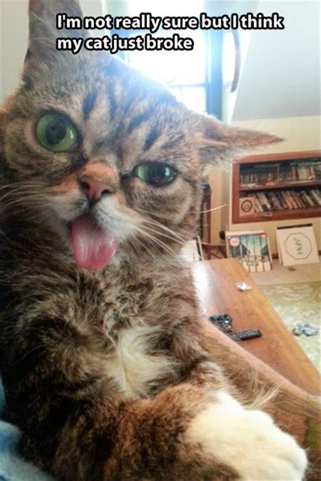A Derpy Cat Is Better Than No Cat Lolcats Lol Cat Memes Funny