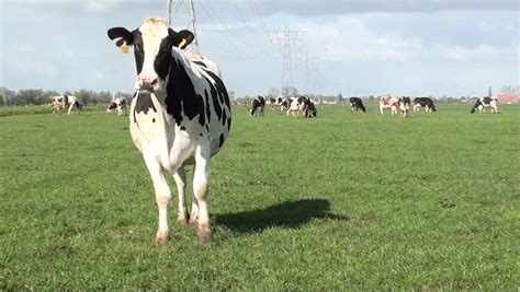 Cow Eats Grass Stock Footage Video 802744 Shutterstock